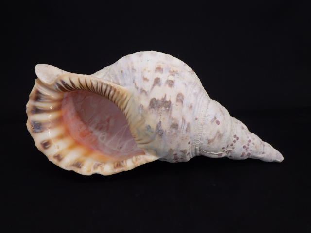 法螺貝（ホラ貝） 長さ約37ｃｍ、重さ830ｇ - 置物