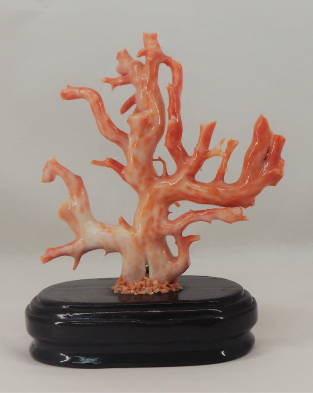 国産 血赤珊瑚 原木