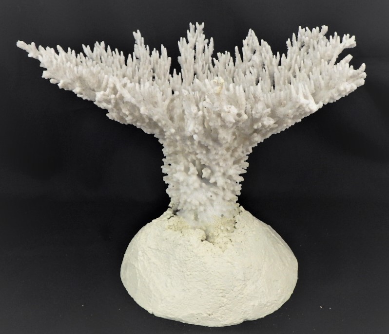 驚きの値段で】 珊瑚の置物 サンゴ 飾り インテリア 標本 ...