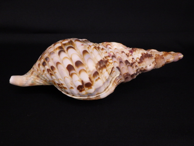 ホラ貝　海　沖縄　貝　飾り　うちなー　ほら貝　貝殻　okinawa 貝殻(沖の青い海の宝)ホラ貝蓋付 貝殻(沖縄の青い海の