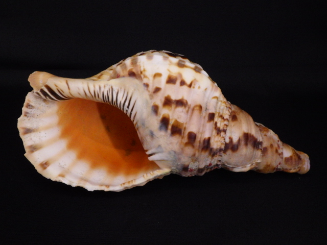 沖縄　天然法螺貝　ホラ貝　ほら貝40Cm超欠け等もなく良品です